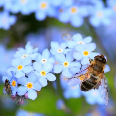 Insektenschutz